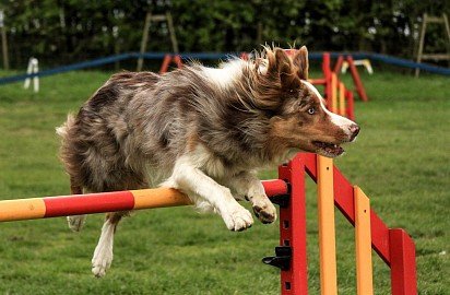 Border Collie Training