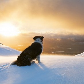 Border Collie