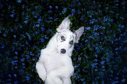 White-colored Border Collie