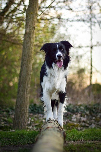 Border Collie