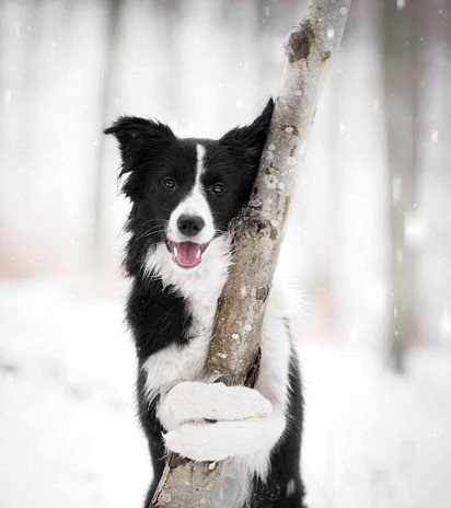 Border Collies love to cuddle