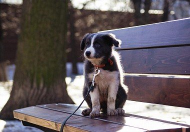 Border Collie