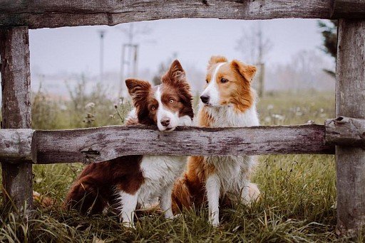 Brown and caramel colored Border Collie (Tan)