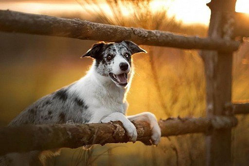 Marbled-colored Border Collie