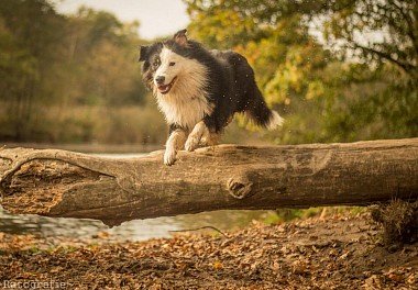 Border Collie