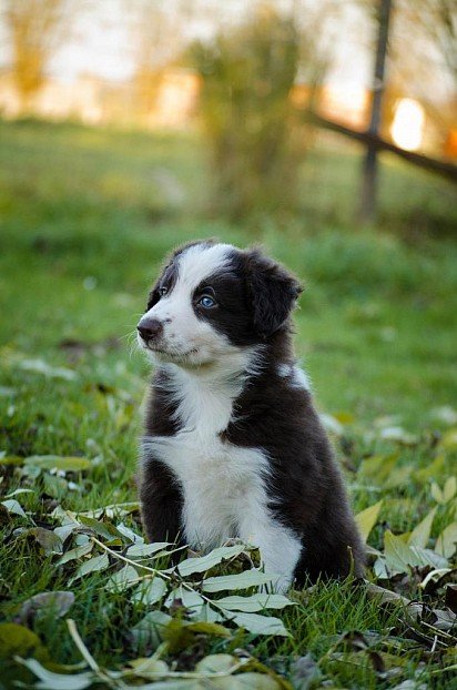 Border Collie puppy