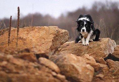 Border Collie