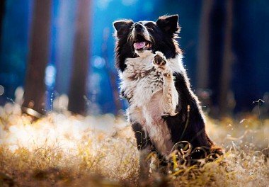 Border Collie