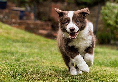 Border Collie