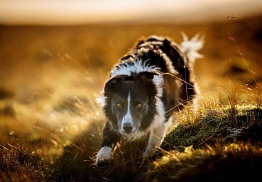 Border Collie