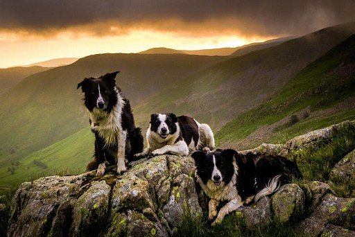 Border Collie black color with white spots