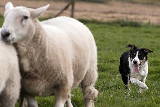 Border Collie herding sheep