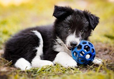 Border Collie