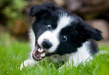 Border Collie