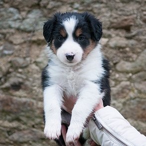 Border Collie