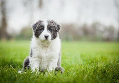 Border Collie