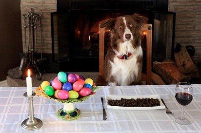 Border Collie