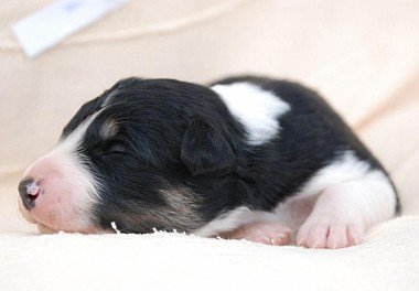 Border Collie