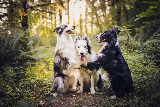 Border Collie