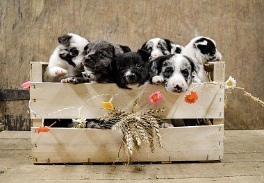 Border Collie