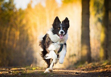 Border Collie