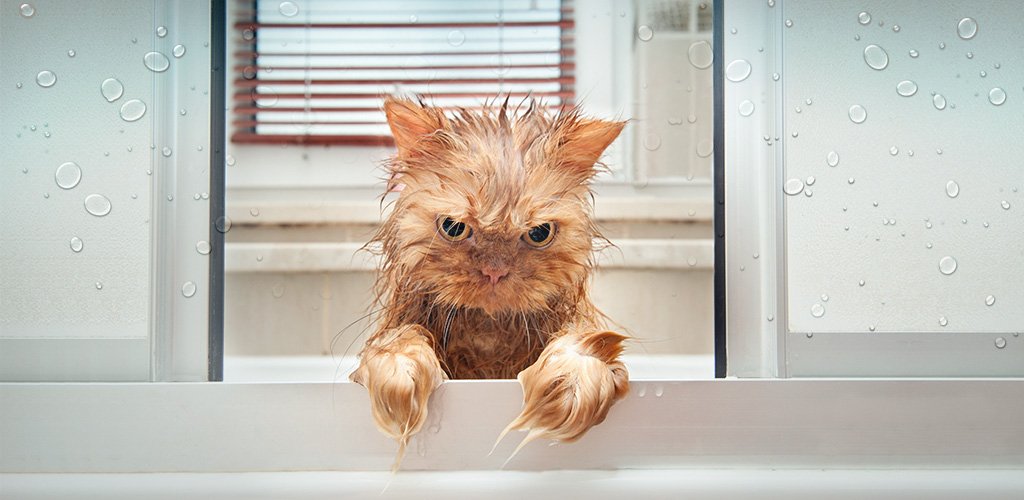 How to properly wash a cat