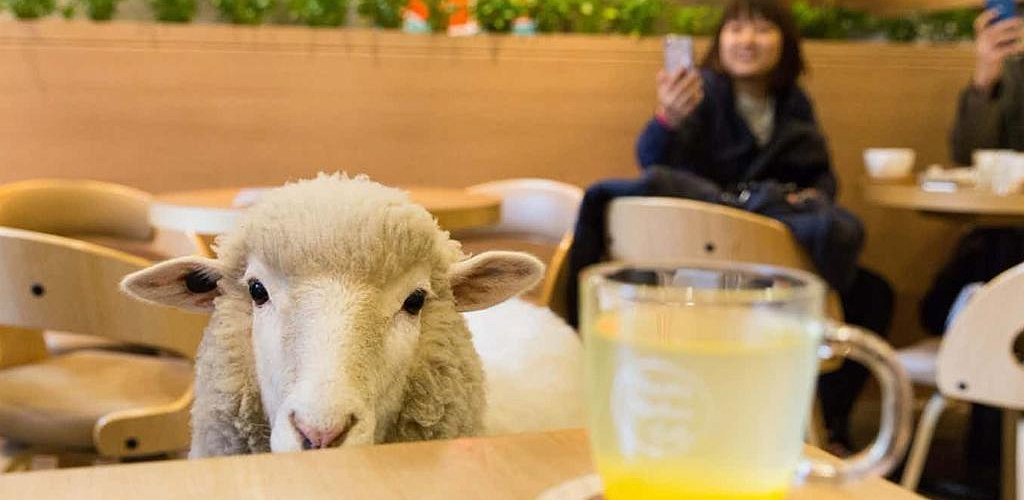 Sheep Cafe - Million Dollar Idea