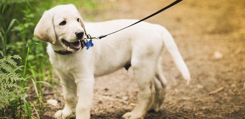 How to leash train a puppy