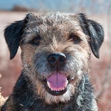 Border Terrier