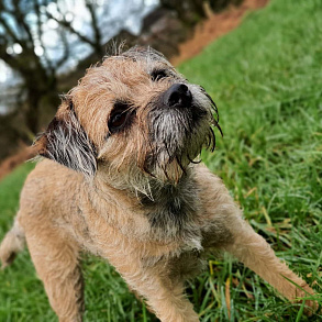 Border Terrier