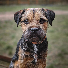 Border Terrier