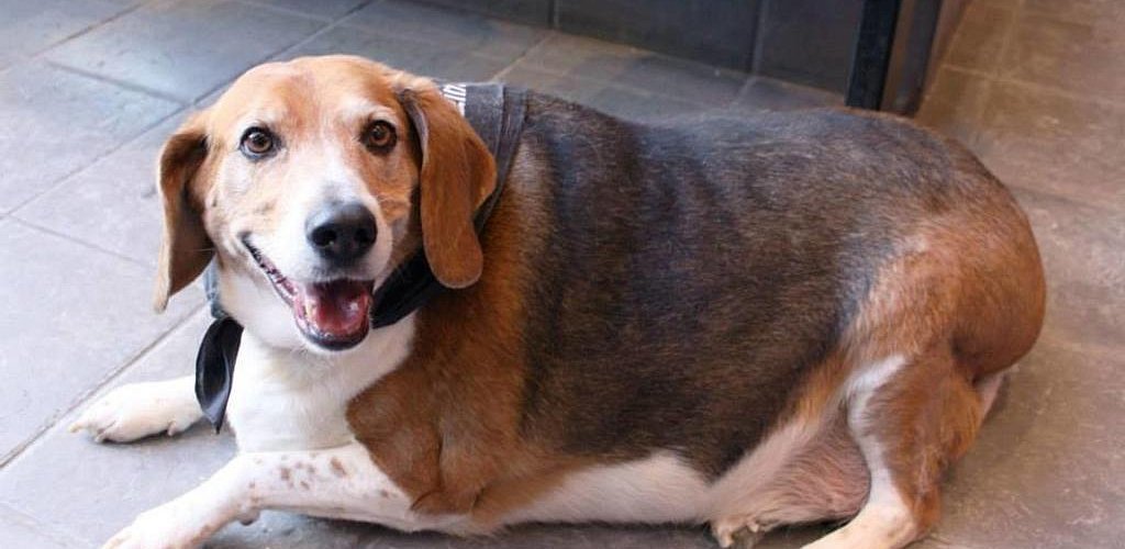 The path of the beagle: from fatty to model! 