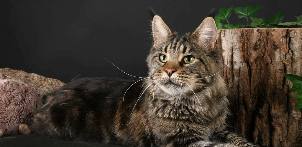 Maine Coon Care Tips