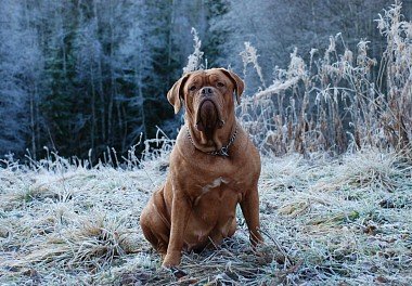 Bordeaux Dog