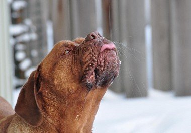 Bordeaux Dogue