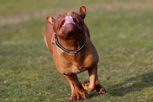 Bordeaux Dogue