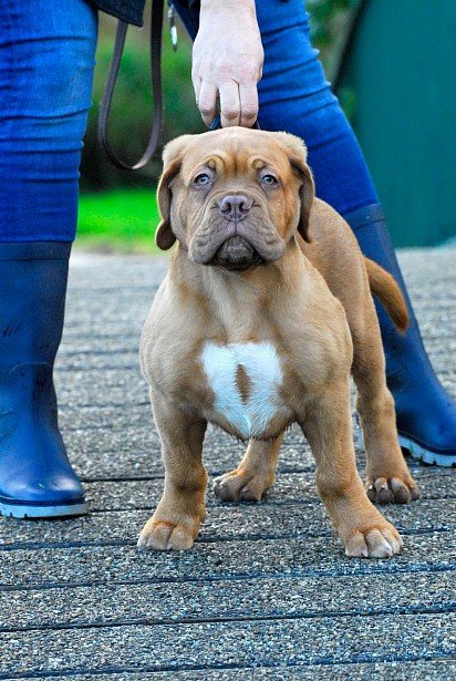 Bordeaux Dane puppy with owner