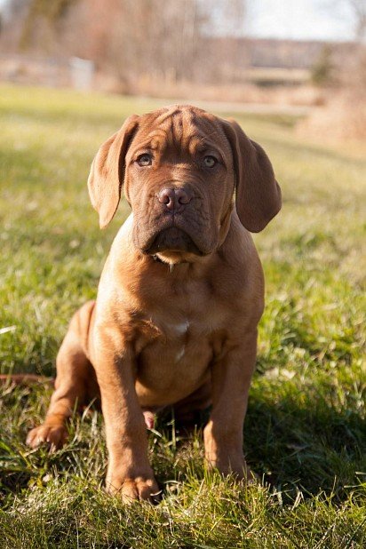 Bordeaux Dane puppy