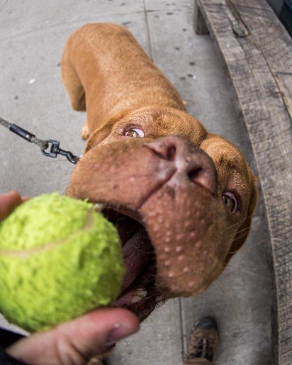 Ball! Give it here!