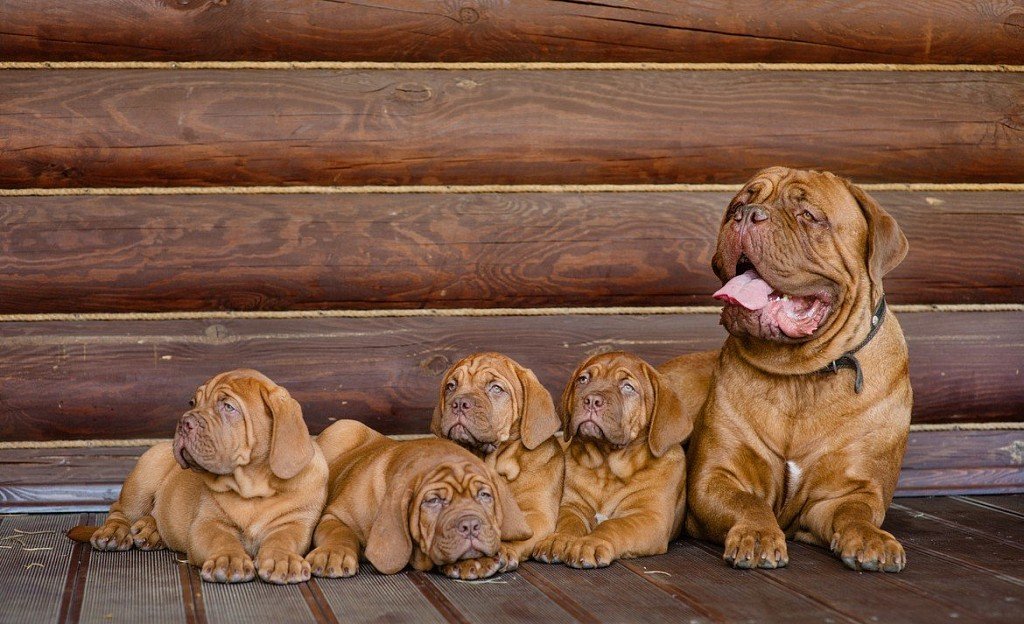 Bordeaux Dane mom with puppies