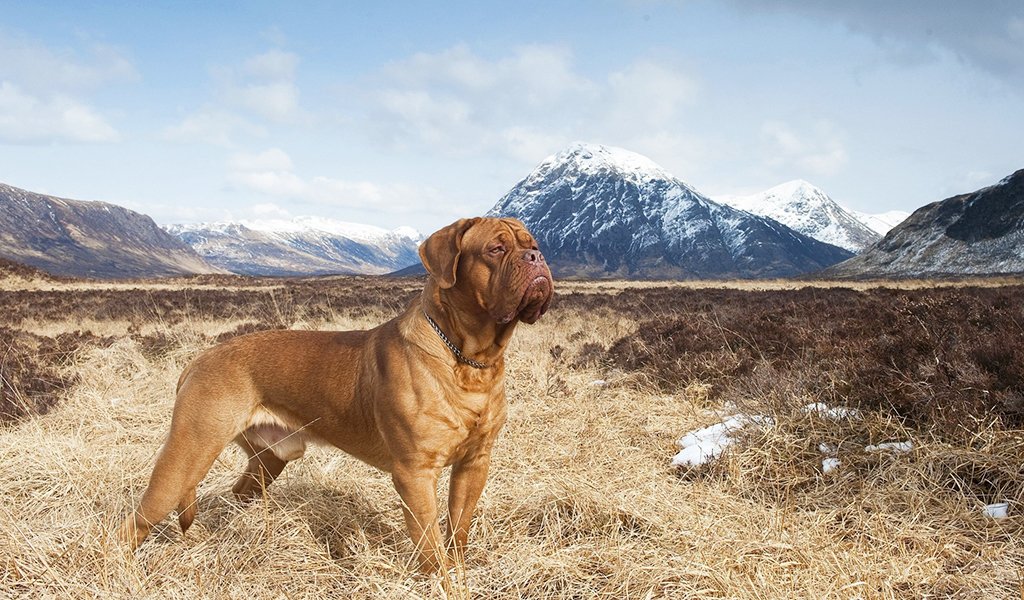 Bordeaux Dog