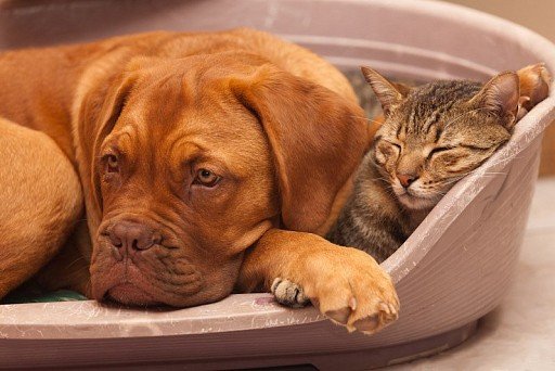 Bordeaux Dog with cat