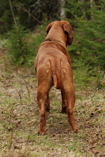 Bordeaux Dog, rear view