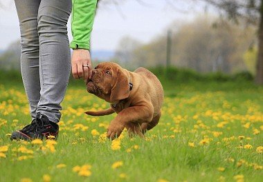 Bordeaux Dog