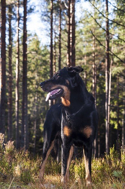 Boseron in the woods