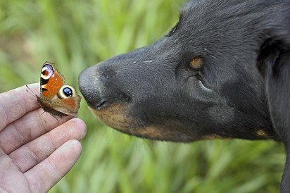 Boseron and Butterfly