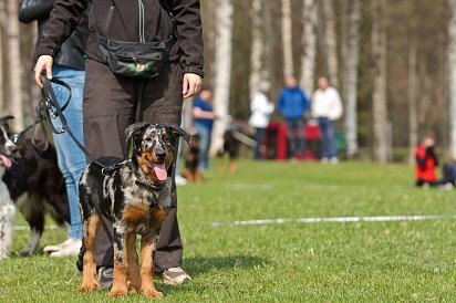 Boseron puppy at dog show