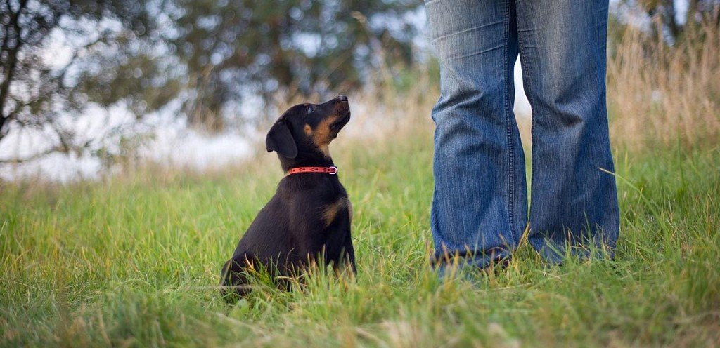 Boseron puppy learning commands