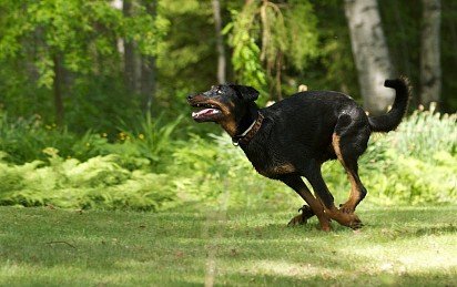 Running Beauceron