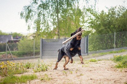 Boseron playing with a stick